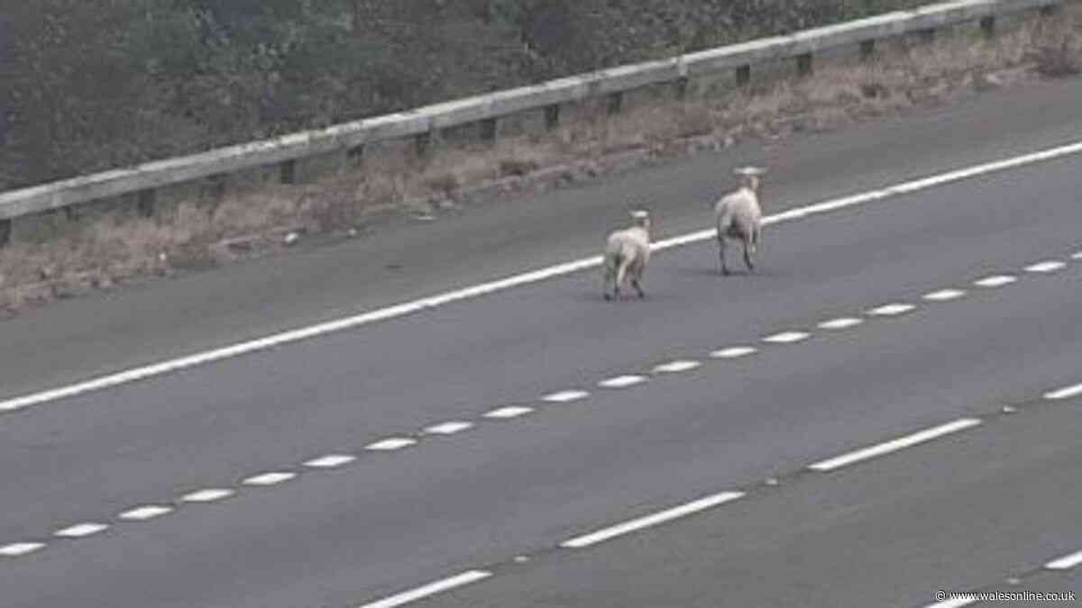 M4 blocked by sheep for second time in three days