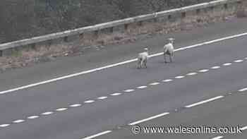 M4 blocked by sheep for second time in three days