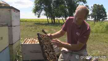 Manitoba beekeepers feeling sting of potential 50 per cent tariff