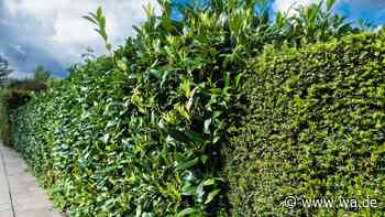 Kirschlorbeer als Hecke: Was Sie vor dem Pflanzen über Sorten und Probleme wissen müssen