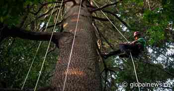 Take a bough: Climbing takes relationship with B.C.’s trees to the next level