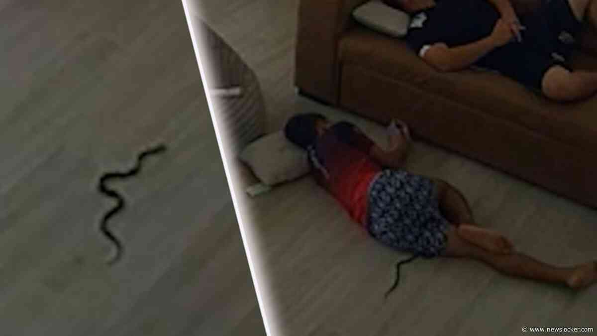 Jongen krijgt schrik van zijn leven als cobra over zijn been kruipt