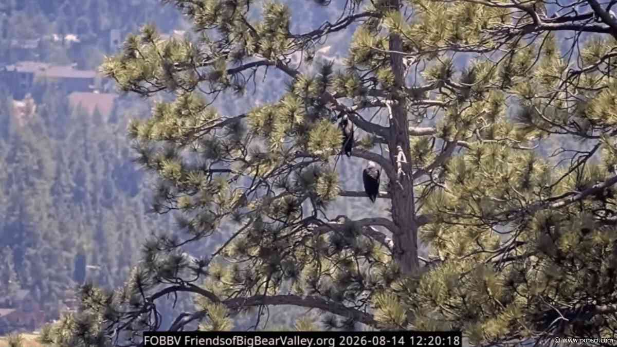 Bald eagle Shadow and new female KD1 sing a morning song