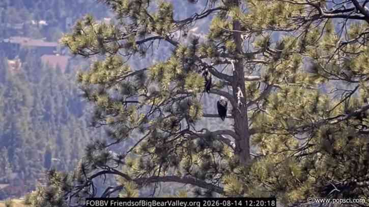 Bald eagle Shadow and new female KD1 sing a morning song