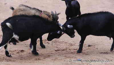 54-yr-old steals 5 goats; ‘I’m not guilty,’ he tells court