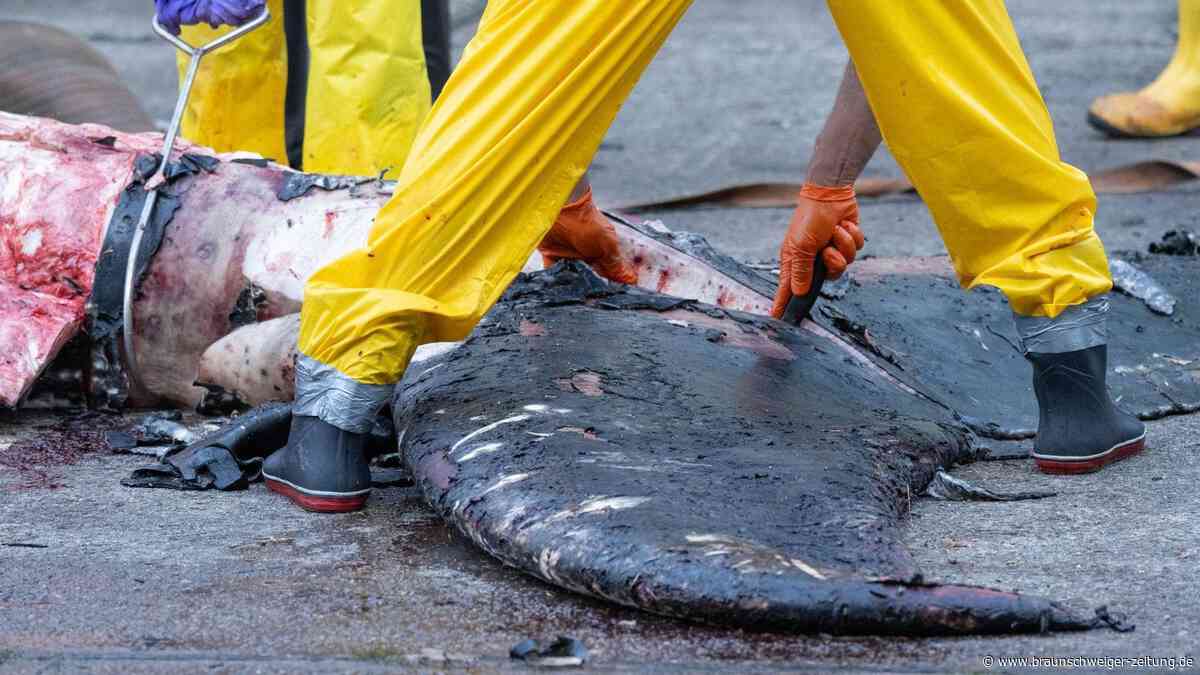 Wal aus Greifswalder Bodden litt laut Obduktion unter „enormen Schmerzen“