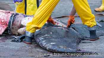 Wal aus Greifswalder Bodden litt laut Obduktion unter „enormen Schmerzen“
