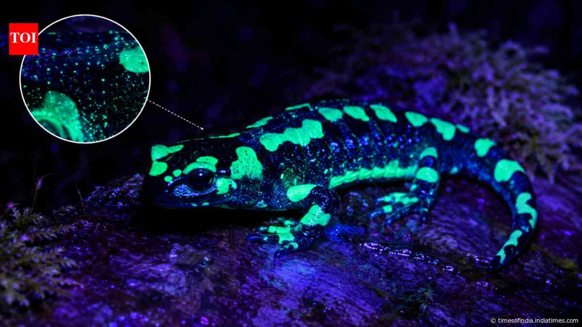Scientists find fire salamanders glow blue-green under UV light from secretions