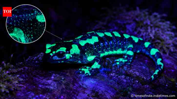 Scientists find fire salamanders glow blue-green under UV light from secretions