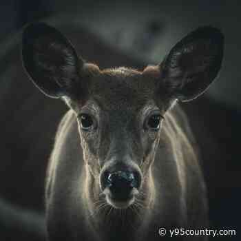 CWD Is Spreading In Wyoming And WGFD Needs Your Help