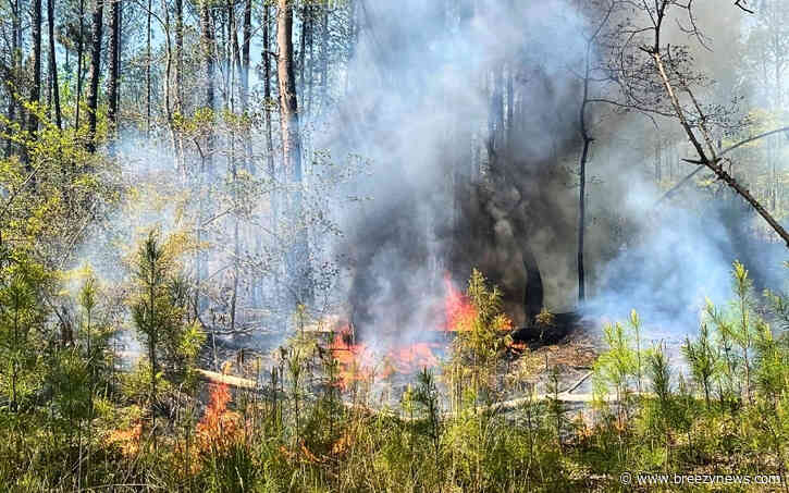 Downed Power Line Sparks Woods Fire in Hesterville Monday Afternoon