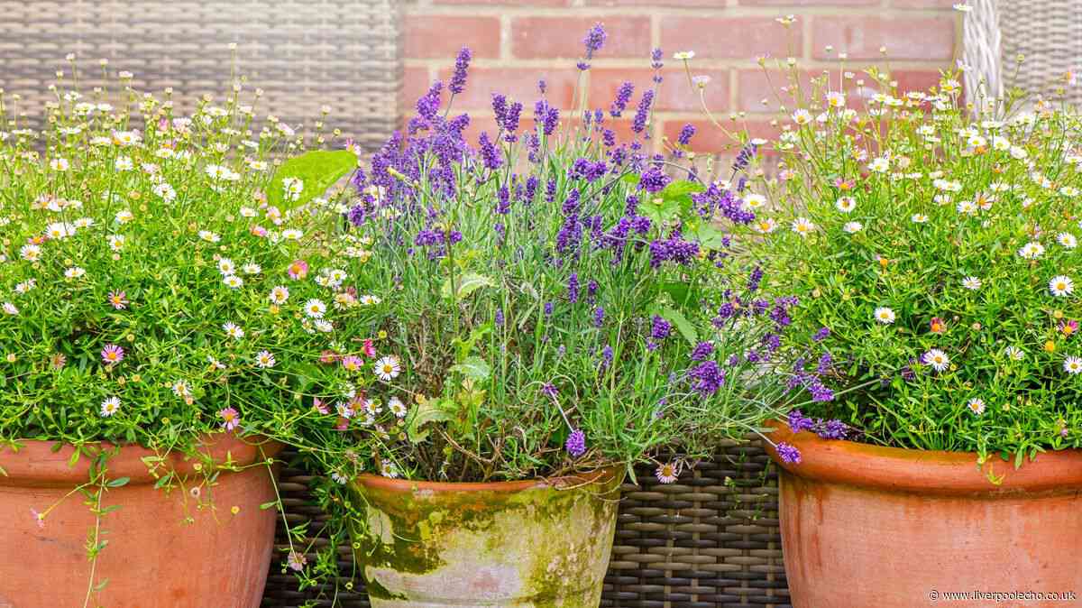 Lavender will grow back better and fuller next year with 1 key August task