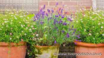 Lavender will grow back better and fuller next year with 1 key August task