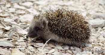 IVN Geldrop houdt natuurlezing over de Europese egel