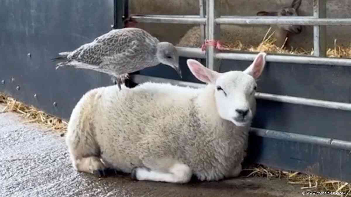 Adorable footage shows Whitehouse Farm lamb befriend baby seagull as pair become 'inseparable'