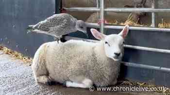 Adorable footage shows Whitehouse Farm lamb befriend baby seagull as pair become 'inseparable'