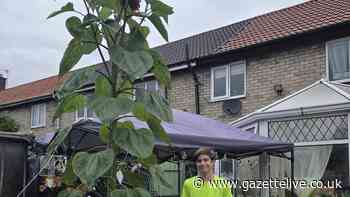 'It's like The Day of the Triffids': Billingham youngster grows sunflower over 11ft tall