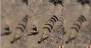More potential human remains found at Lake Mead