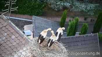 Tick, Trick und Track im Storchennest – 2026 ist Jahr der Drillinge