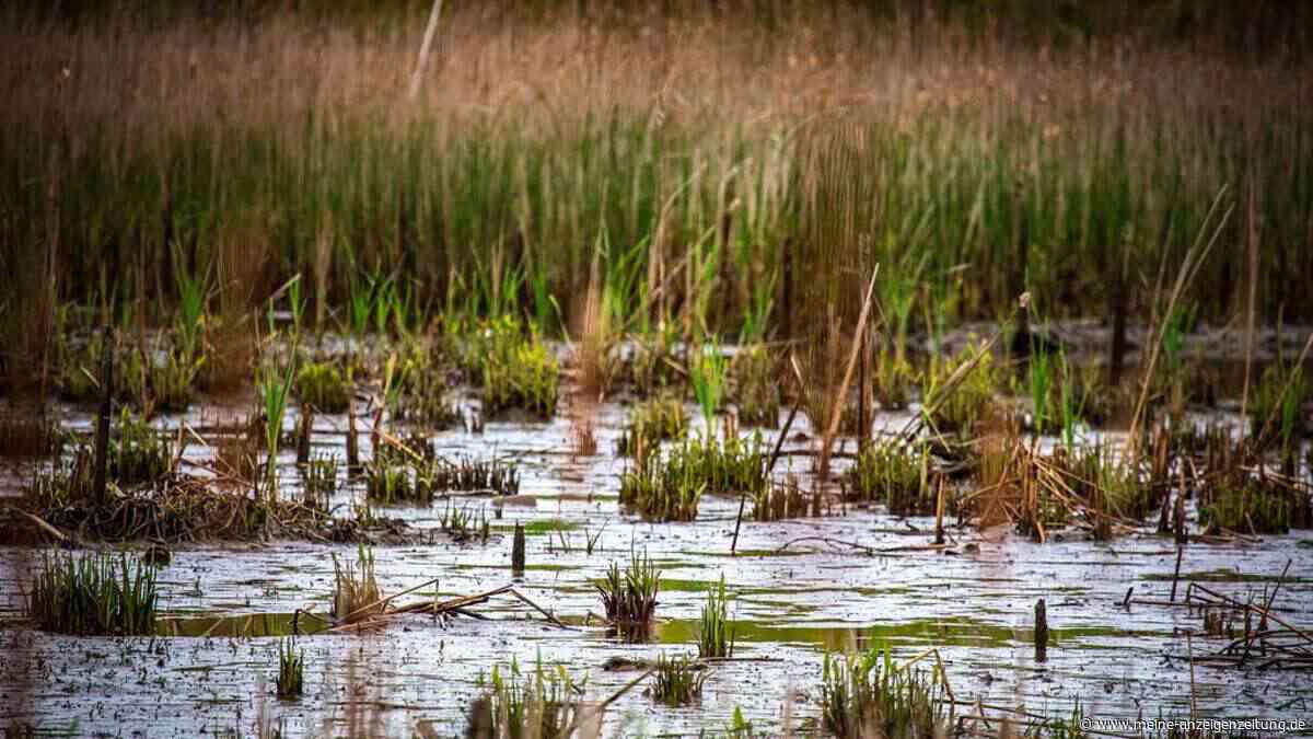 Nasse Moore speichern doppelt so viel CO₂ wie alle Wälder – warum Deutschland sie trotzdem trockenlegt
