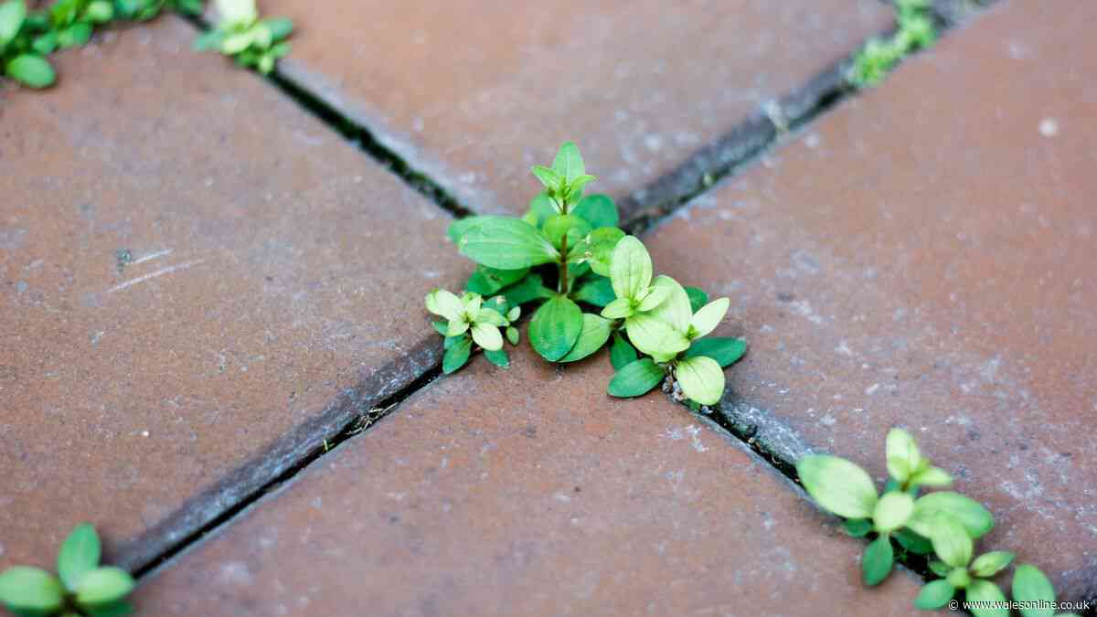 Gardeners urged to pour popular drink on patio to get rid of weeds
