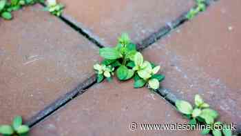 Gardeners urged to pour popular drink on patio to get rid of weeds
