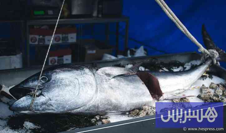 اتفاق يزيد صيد التونة الزرقاء بالمحيط الهادئ