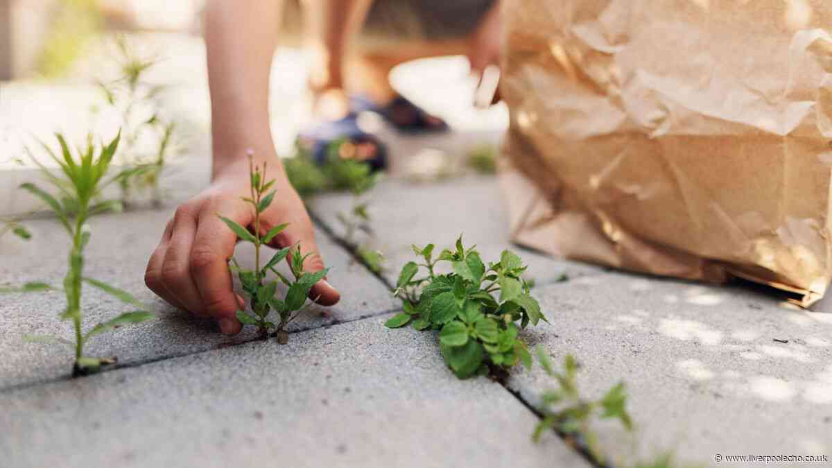 Kill patio weeds and stop them growing back with 1 popular drink
