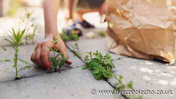 Kill patio weeds and stop them growing back with 1 popular drink