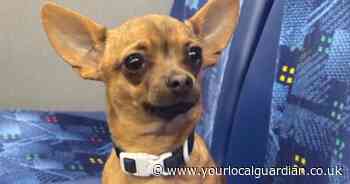 Woman accused of kicking Chihuahua to death outside shop in brutal attack
