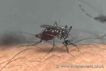 A deadly brain-swelling illness spread by mosquitoes is on the rise in the US