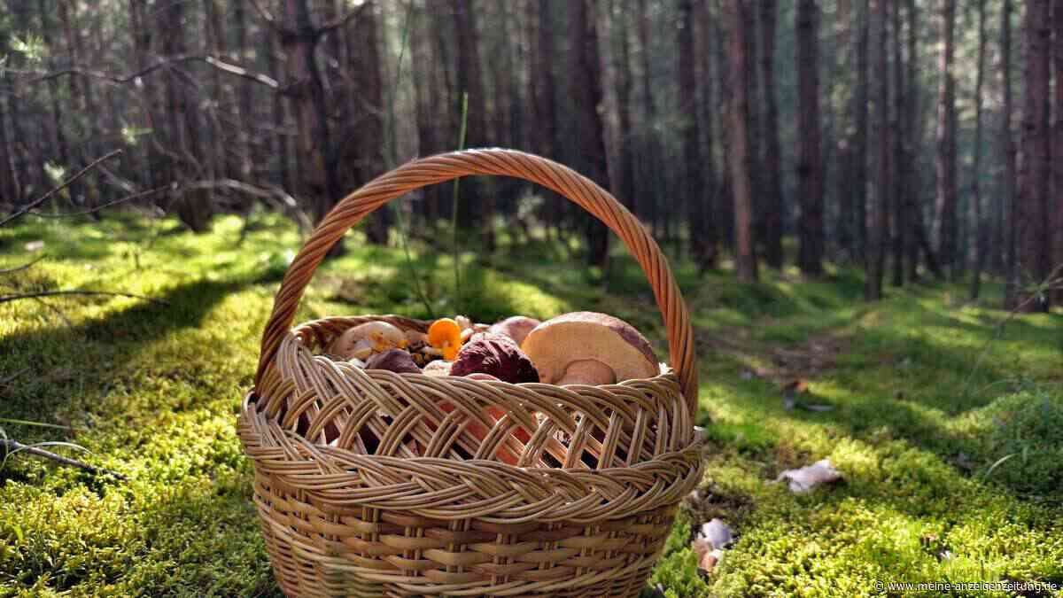 3 Speisepilze, die Sie im Sommer sammeln können – mit Rezepten