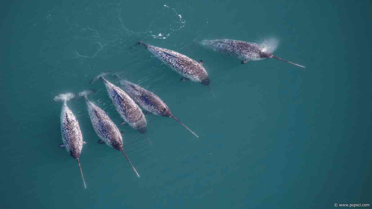 Narwhal tusks are twisty, magical mathematical marvels