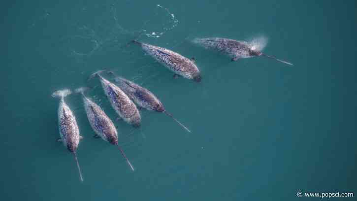 Narwhal tusks are twisty, magical mathematical marvels