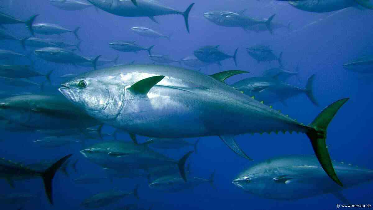 Blauflossen-Thunfisch erstmals seit 90 Jahren in der Nordsee gefangen