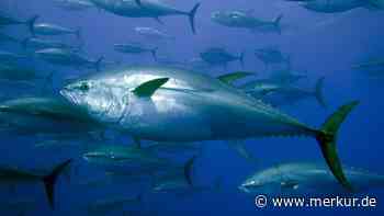 Blauflossen-Thunfisch erstmals seit 90 Jahren in der Nordsee gefangen