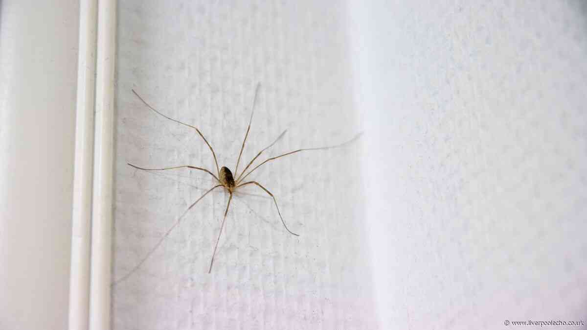 Spiders will stop entering homes if 1 natural ingredient is wiped on doorframes this summer