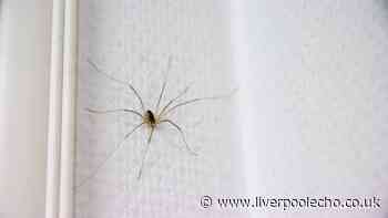 Spiders will stop entering homes if 1 natural ingredient is wiped on doorframes this summer