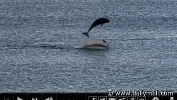 WATCH: Somersaulting dolphins put on spectacular show just metres from shore as beachgoers scream with amazement