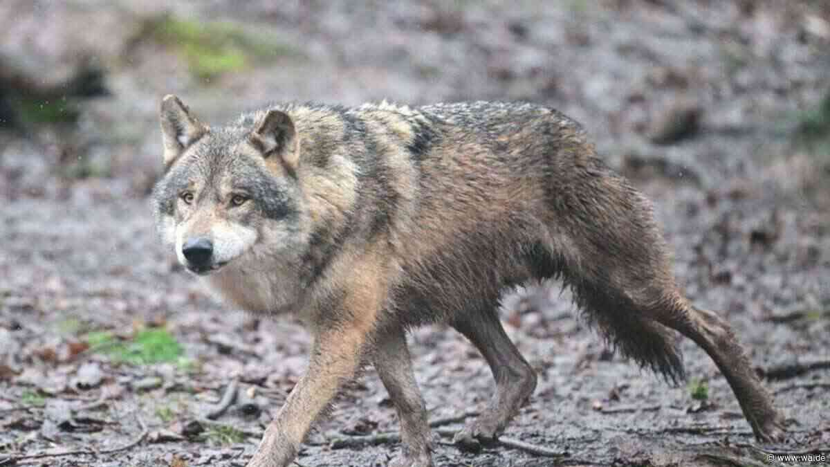 Abschuss erlaubt! Rheinland-Pfalz macht Ernst mit Problemwölfen