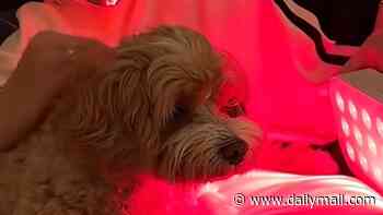 Middle-class dog owners are 'biohacking' their pets with red light therapy, £55 'energising' collars and 'carnivore platters' in the hopes they'll live longer. Now vets give their verdict on whether it's actually worth it...