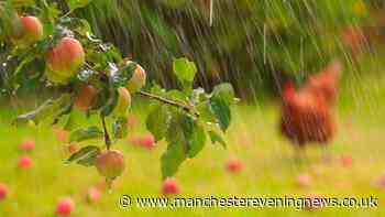 Gardeners issued 'avoid' warning as rain returns after hot summer