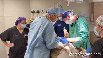 Curious ostrich at Fort Wayne Zoo recovers from amputation