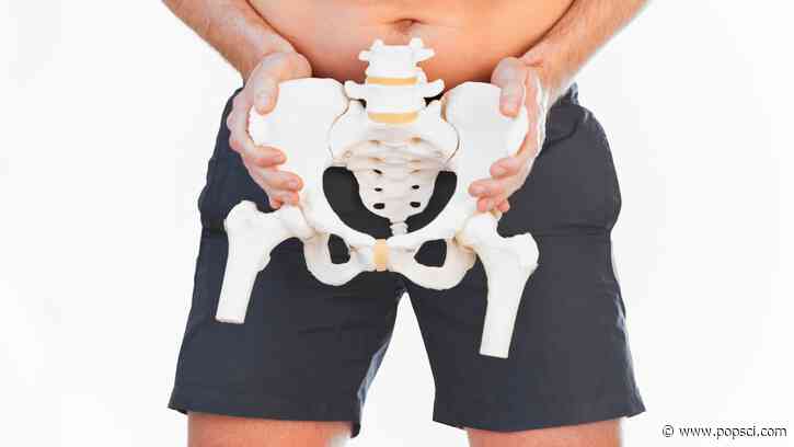 Male Neanderthal hips looked more like a human woman’s hips