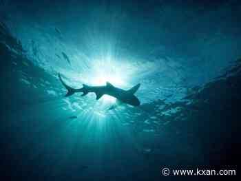 LIVE: Can sharks help research hurricanes? | Tracking the Tropics