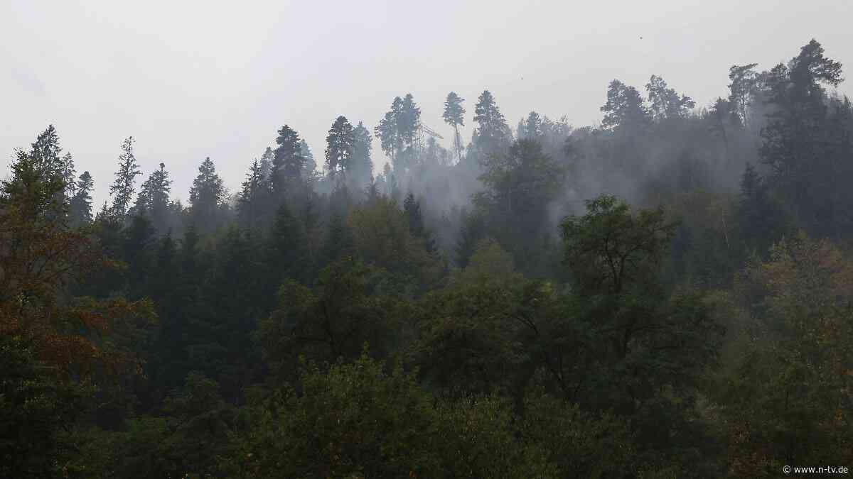 Mischung mit mehr Laubholz: Dieser Baum kann Wälder vor Bränden schützen