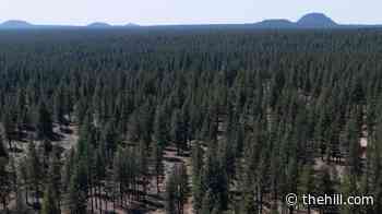 Trump moves to strip protections from 44M acres of national forest