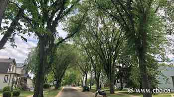 How Edmonton plans to keep fighting a growing Dutch elm disease problem