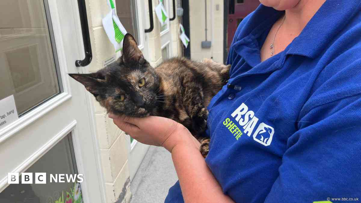 Rise in animal cruelty reports alarming - charity