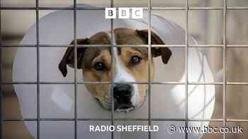 Sheffield RSPCA sees summer cruelty rise